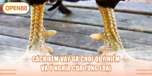 Cách Xem Vảy Gà Chọi Quý Hiếm Và Ý Nghĩa Của Từng Loại