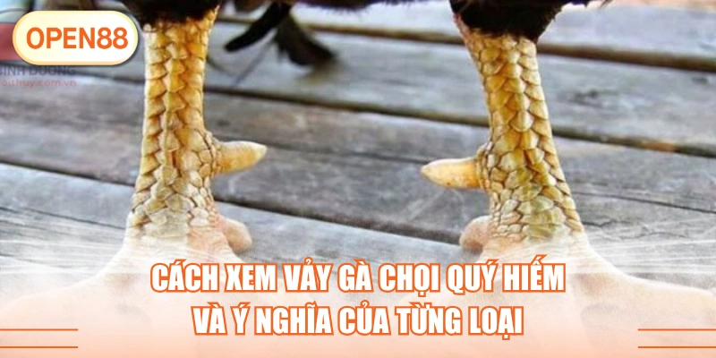 Cách Xem Vảy Gà Chọi Quý Hiếm Và Ý Nghĩa Của Từng Loại